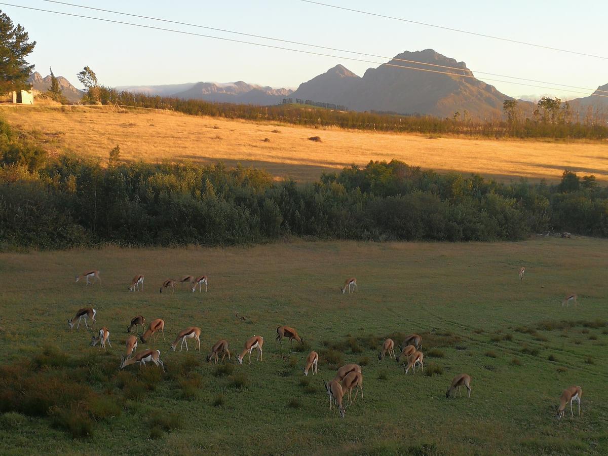 Wildlife Retreat On A Wine-Farm Βίλα Στέλενμπος Εξωτερικό φωτογραφία